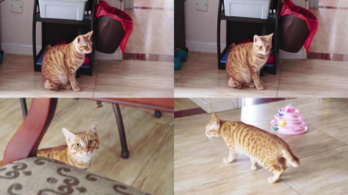 一只橘黄色中华田园猫在家里闲逛