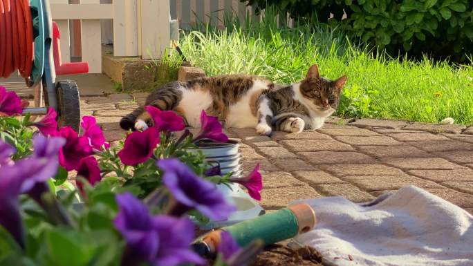 猫在花园里晒太阳猫放松