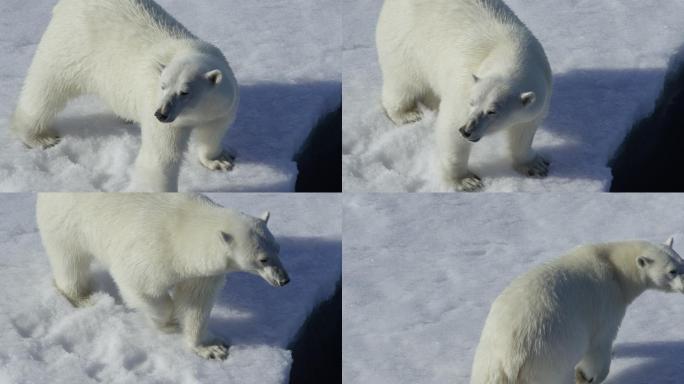 北极熊生态保护珍稀生存危机