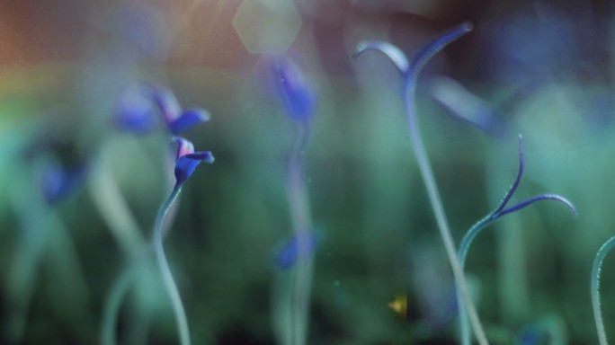 蓝色植物的生长视频素材动态纹理抽象概念