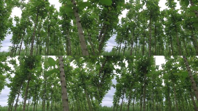 绿色森林上的柚木风景树林林子树叶实拍视频