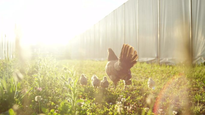 阳光下的农场家禽生态养殖农业鸡蛋农场农村