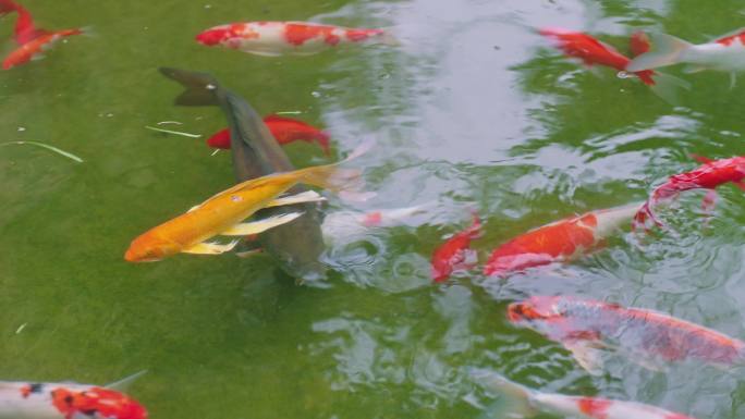 住宅小区优美绿化环境池塘金鱼4K