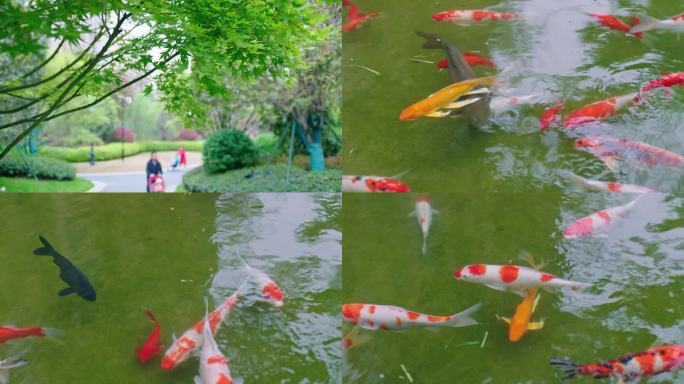 住宅小区优美绿化环境池塘金鱼4K