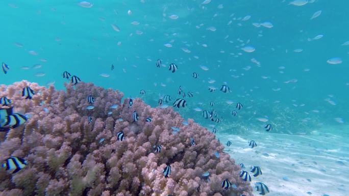 潜入海底发现迷人的珊瑚及鱼群的海洋素材