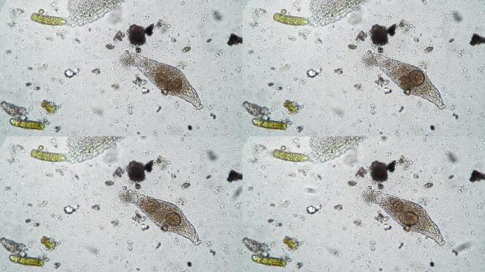 显微镜里的微生物视频素材生物课研究科研
