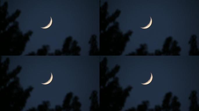 天空中的新月夜空月夜实拍素材摇曳的柳树夜
