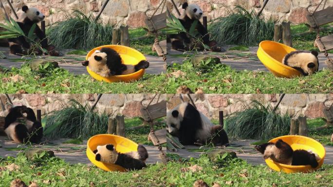 大熊猫嬉戏