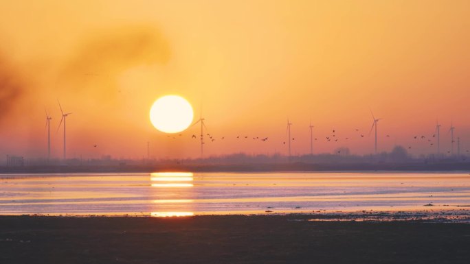 海边夕阳落日海鸥飞过