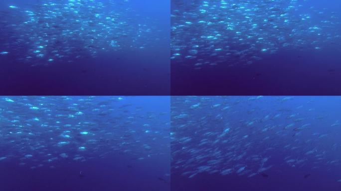 成群的金枪鱼海底世界海洋深处海鱼一群鱼群
