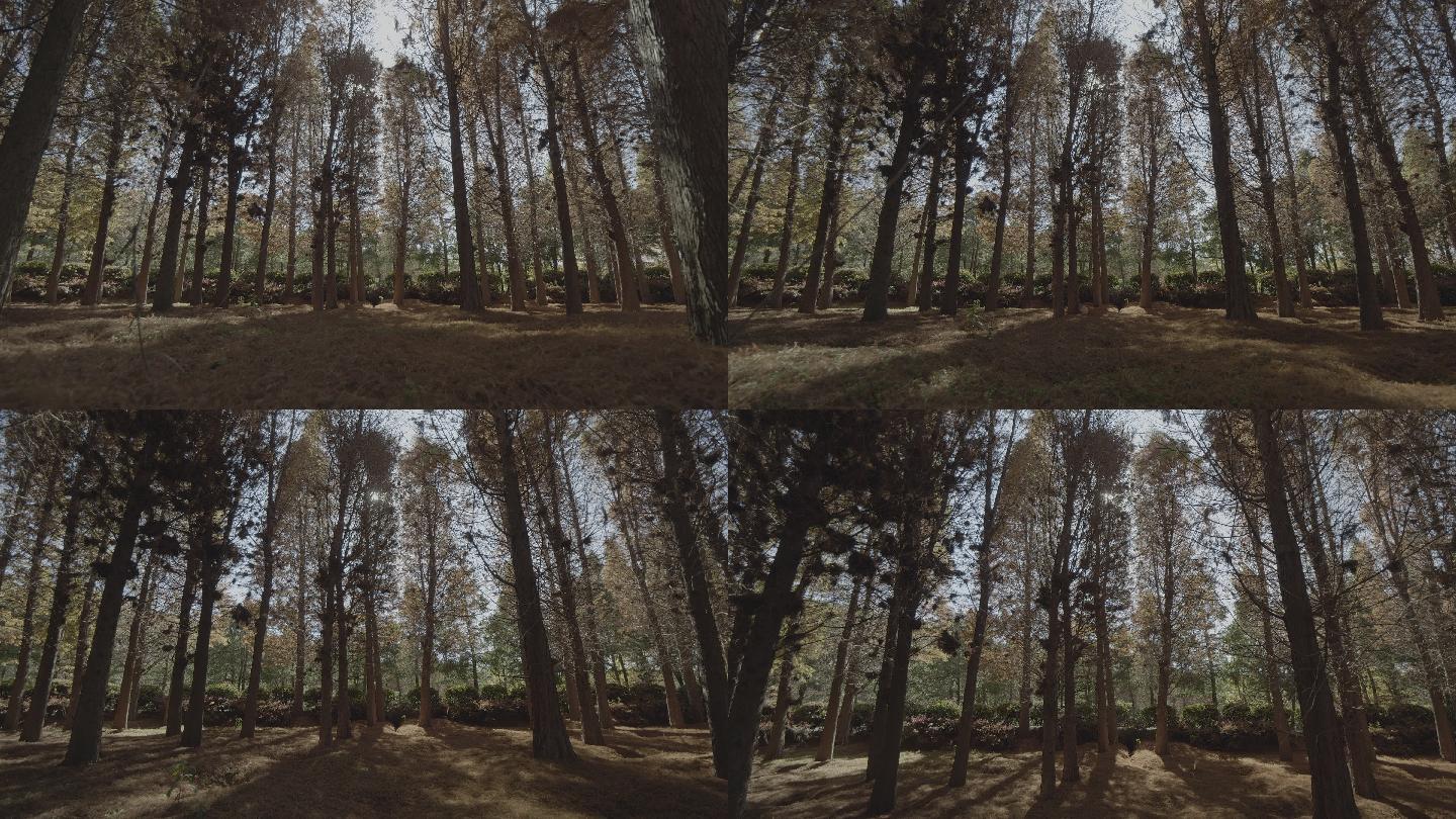 树林素材镜头