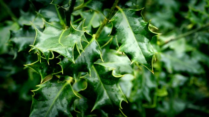 冬青植物特写植物叶子尖刺叶脉