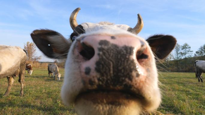 好奇的奶牛看着摄像机，嗅了嗅。