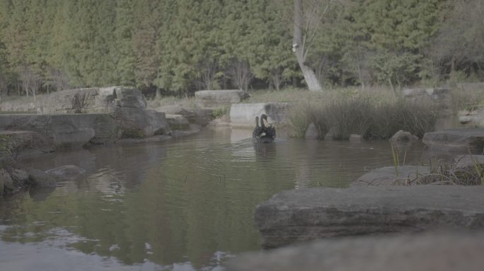 池塘中的黑天鹅V-Log