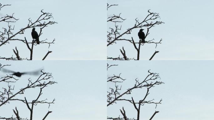 栖息在枯树上的黑乌鸦飞向天空。