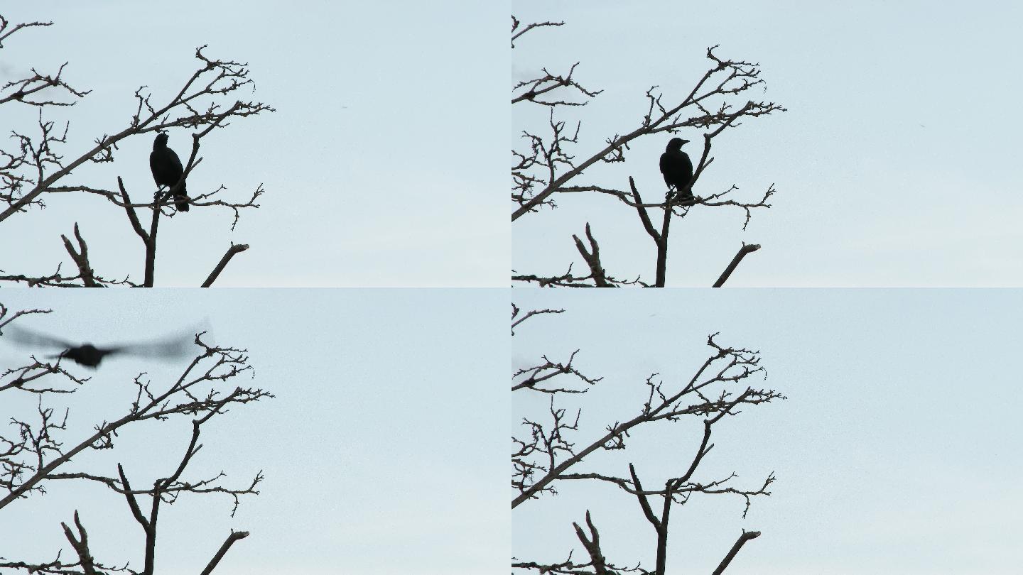 栖息在枯树上的黑乌鸦飞向天空。