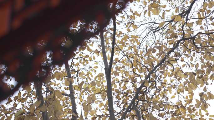 秋天银杏树 落叶
