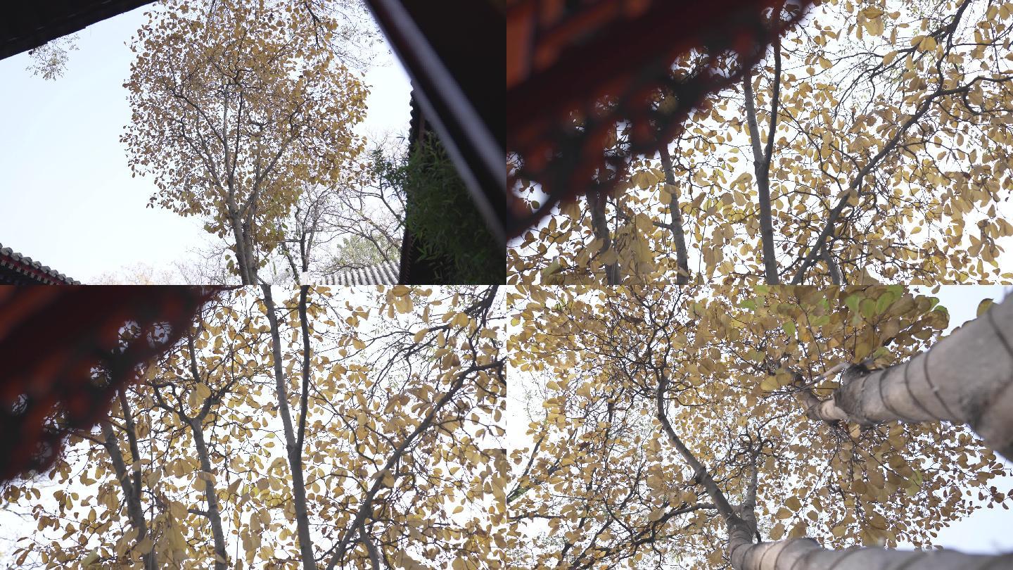 秋天银杏树 落叶