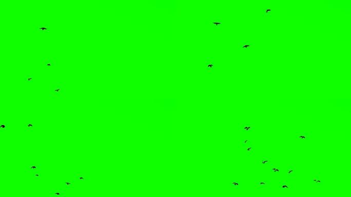 绿屏上的鸟绿布绿幕后期抠图视频素材