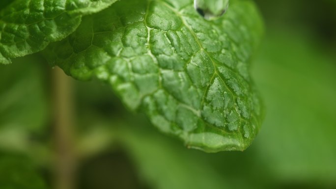 雨滴落在薄荷叶上。