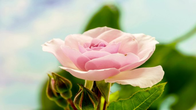粉红玫瑰花动态花开生机生命