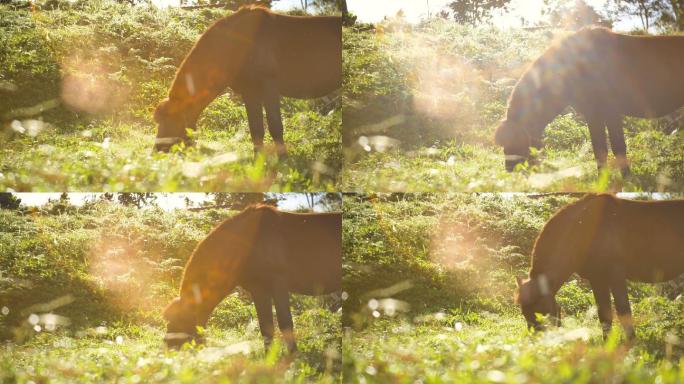 阳光下的马匹乡村乡间小马