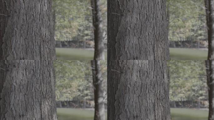 树林素材镜头