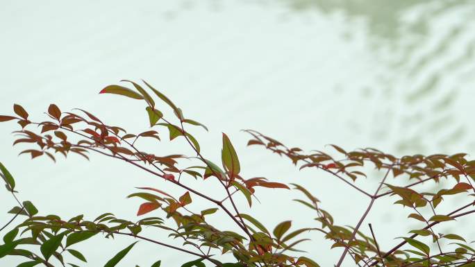 南方公园春天秋天河水荡漾红叶绿叶随风飘
