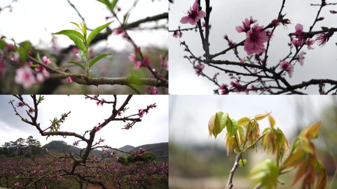 桃花 花 春天 生命力