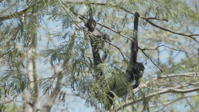 一只蜘蛛猴和她的幼崽在树枝上