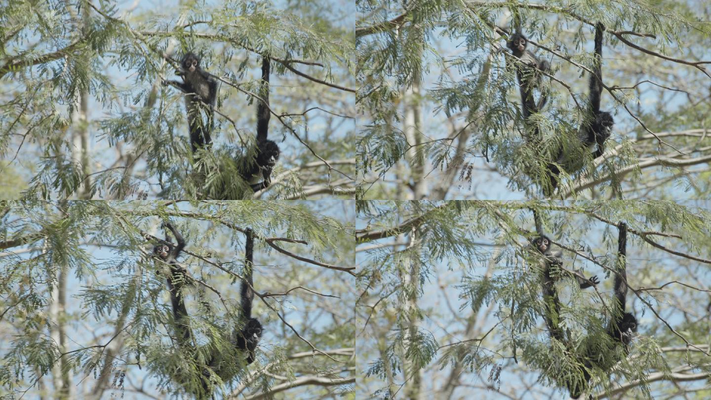一只蜘蛛猴和她的幼崽在树枝上