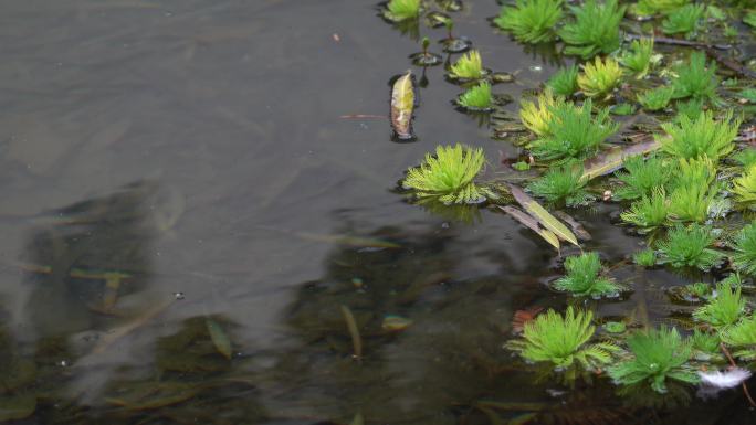 南方公园水植物清澈河流落叶水波纹公园