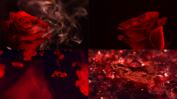 红玫瑰花情绪意向美妆广告素材