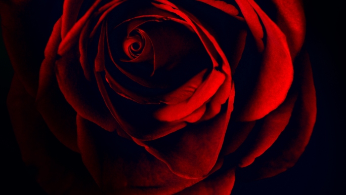 红玫瑰花情绪意向美妆广告素材