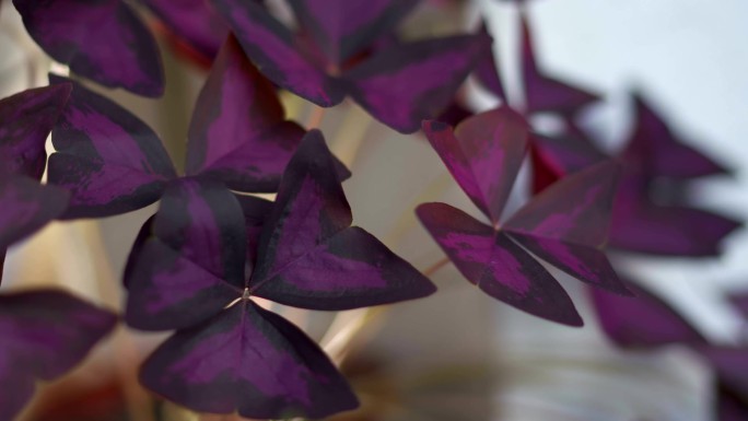 三角紫草三角紫草延时视频美化环境绿植室内