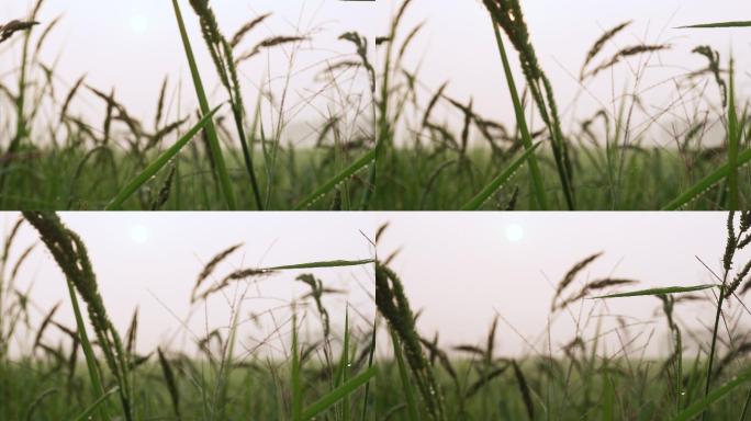 小草上的露珠野外野草春天春光空镜空境