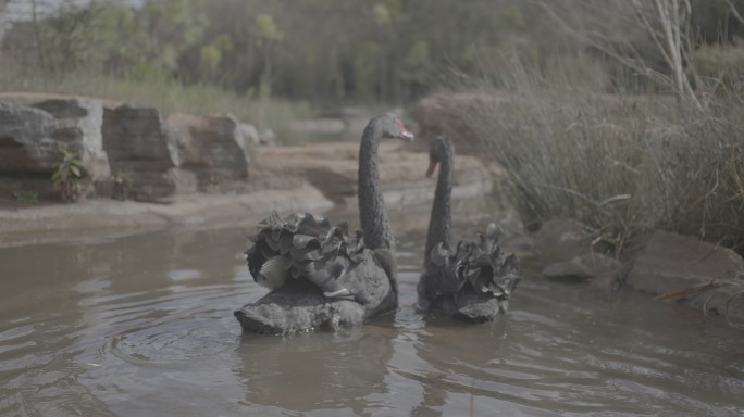 池塘中的黑天鹅V-Log