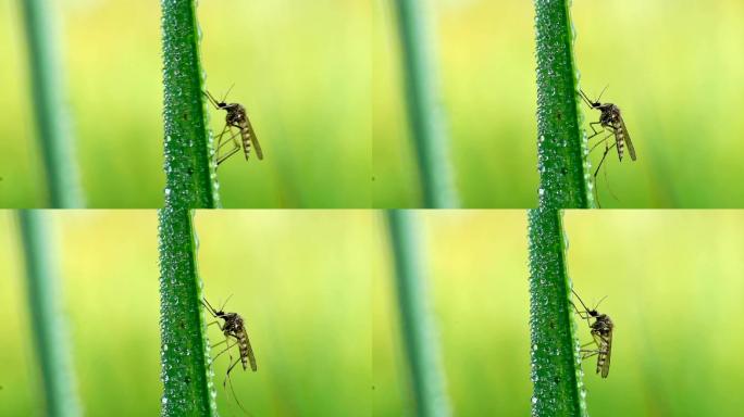 草叶上的蚊子病原体携带者蚊虫繁衍