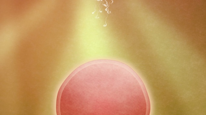 授精受孕精子卵子结合孕育