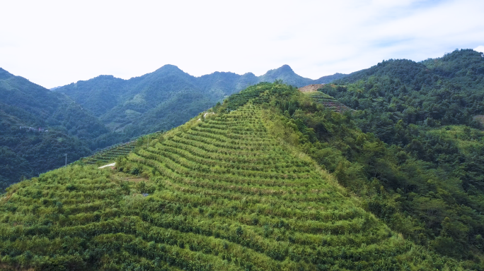 4K航拍火龙果种植基地