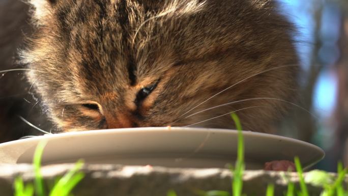 猫从街上的碟子里吃猫食。