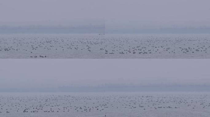 6K绿翅鸭成群飞过洞庭湖2-2