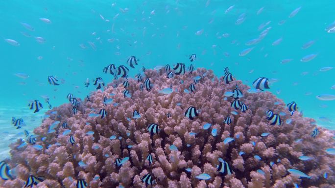 海岛旅行遇见迷人的海底世界