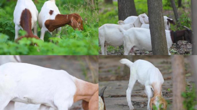 动物羊群吃草牧羊犬看护吃草的山羊