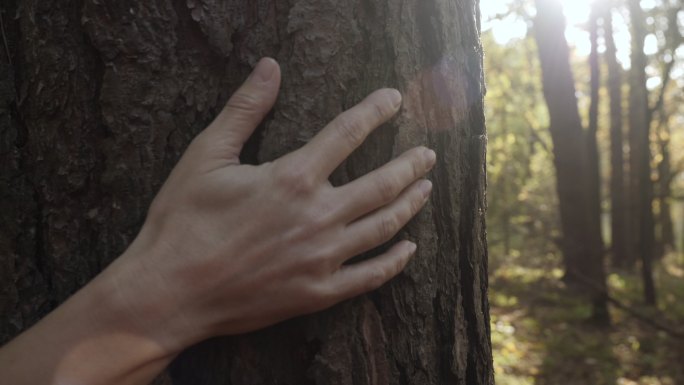 手触摸森林中的松树