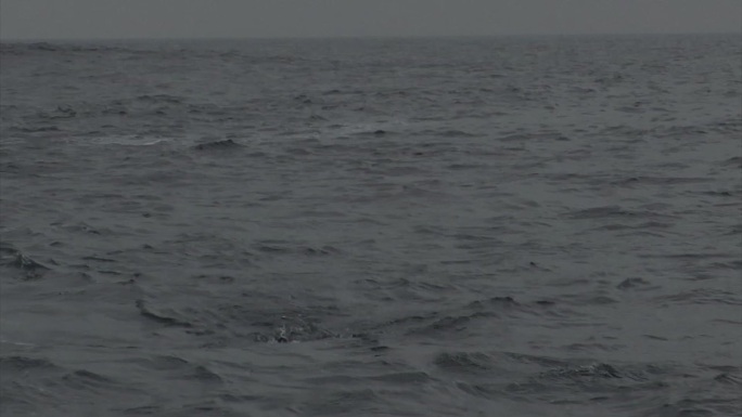 大白鲨大海噬人鲨食人鲛