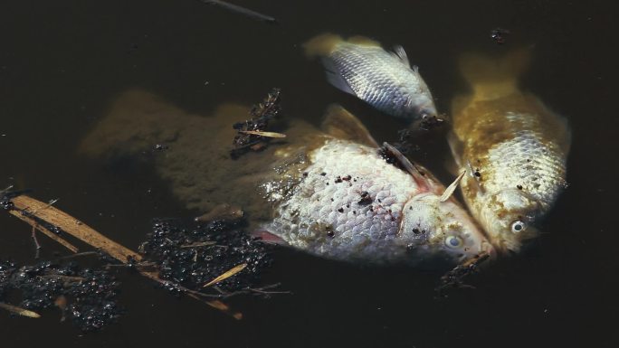 死亡的鱼和垃圾漂浮在水面上