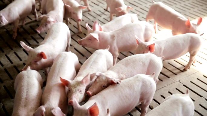 农场猪圈里一群健康的小猪。