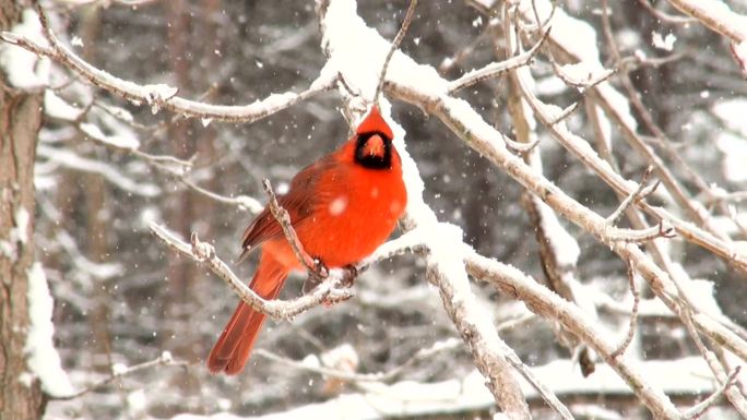 暴风雪中的红雀冬季大自然丛林树林小鸟鸟儿
