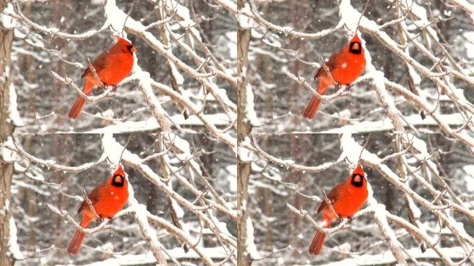 暴风雪中的红雀冬季大自然丛林树林小鸟鸟儿